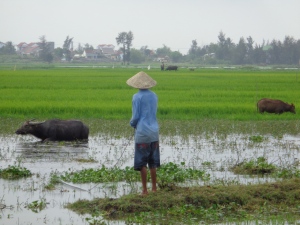 Auf den Reisfeldern zwischen Dorf und Stadt wird noch mit ökologischem Maschinen gearbeitet